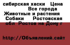 l: сибирская хаски › Цена ­ 10 000 - Все города Животные и растения » Собаки   . Ростовская обл.,Ростов-на-Дону г.